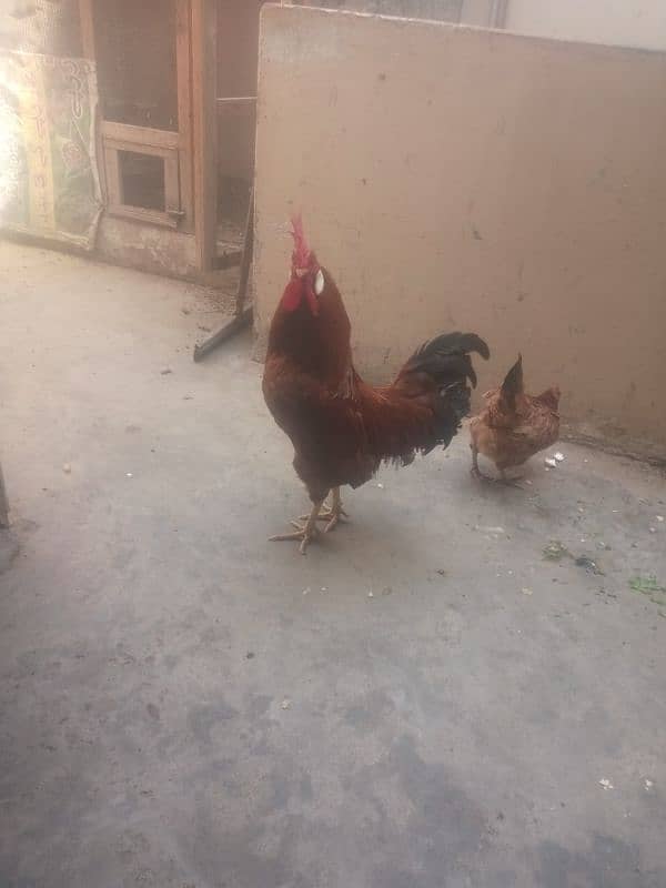 hen for sale egg laying 2