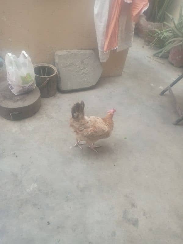 hen for sale egg laying 3