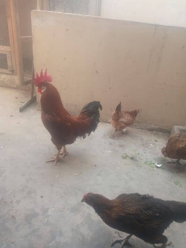 hen for sale egg laying 4