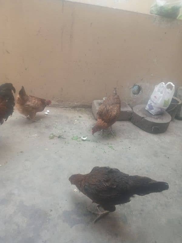 hen for sale egg laying 5