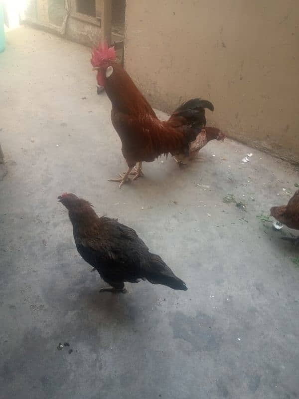 hen for sale egg laying 6