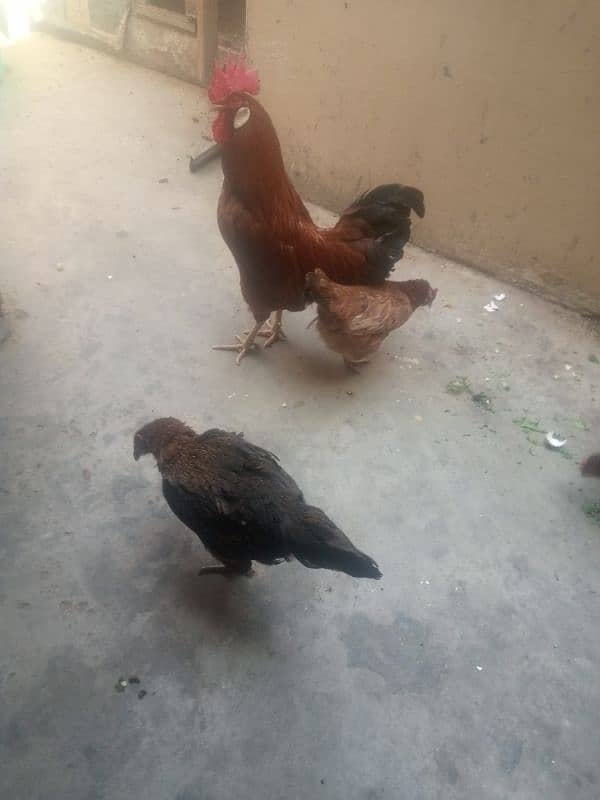 hen for sale egg laying 7