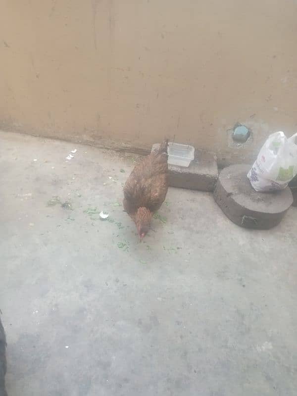 hen for sale egg laying 8