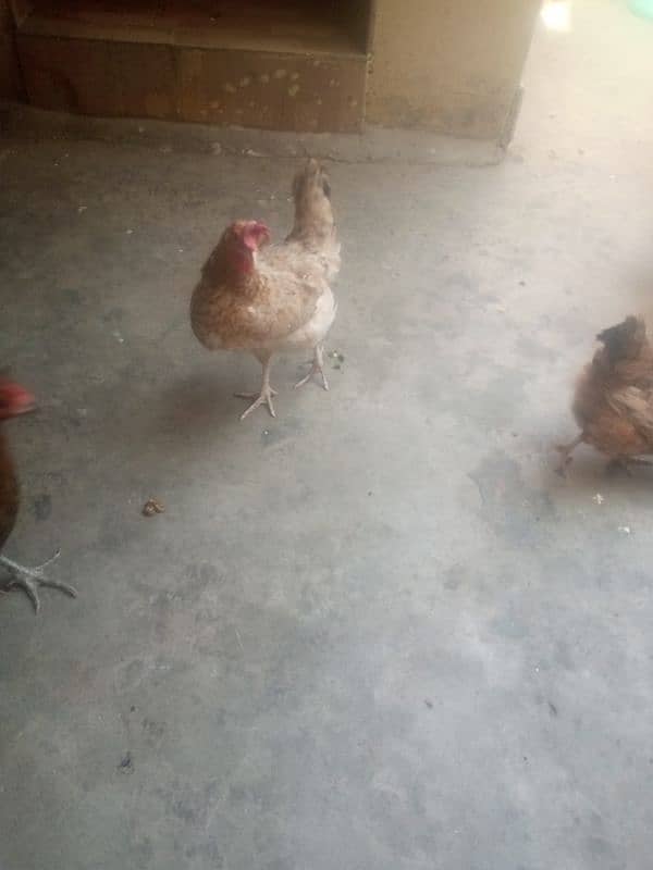 hen for sale egg laying 9