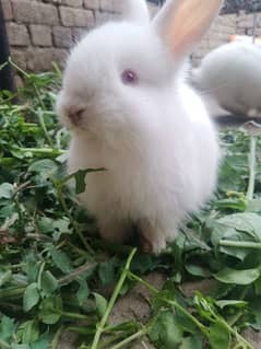 Turkish angura rabit