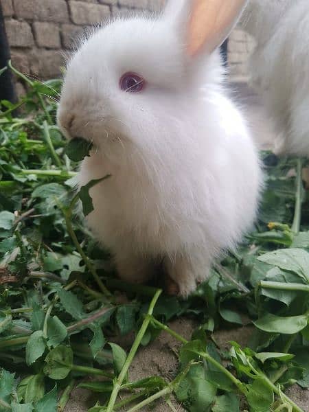 Turkish angura rabit 0316 5410021 1