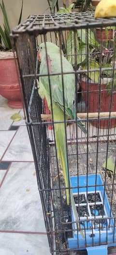 raw parrot