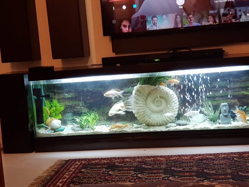 Fish Tank Service And Cleaning By Aquatic Aquarium 3