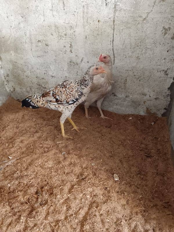 Desai hen 0