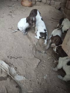 english pointer pupy for sale