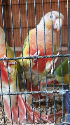 Blue Torquise Conure