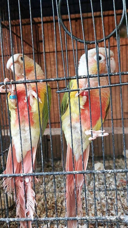 Blue Torquise Conure 2