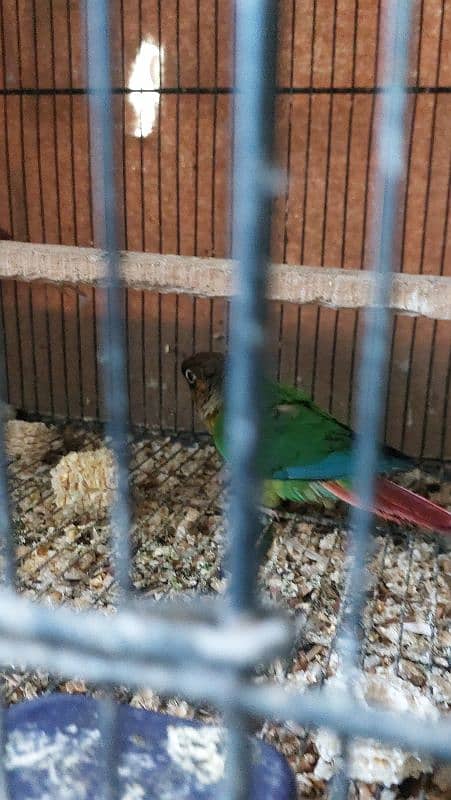 Blue Torquise Conure 3