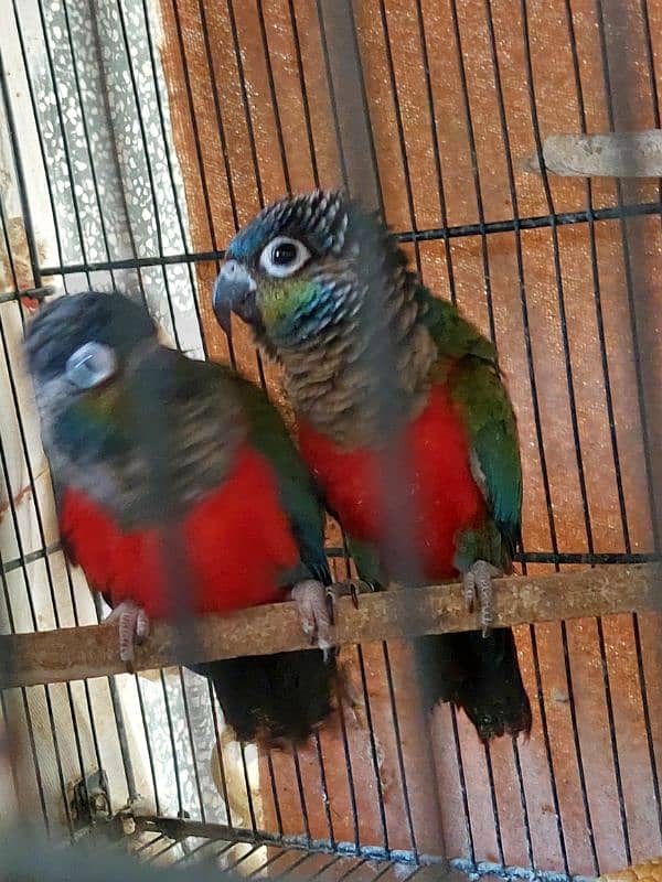 Blue Torquise Conure 7