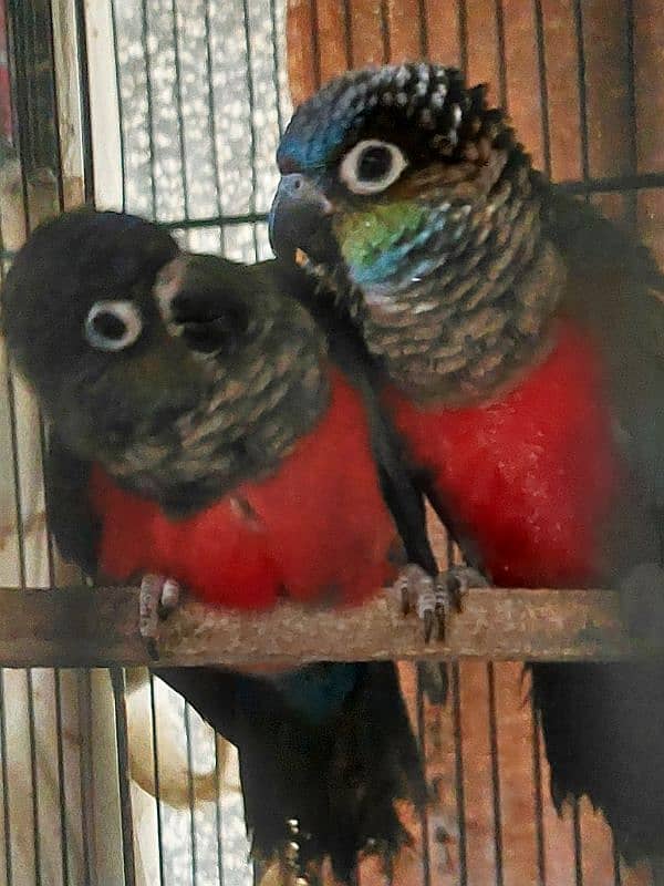 Blue Torquise Conure 8