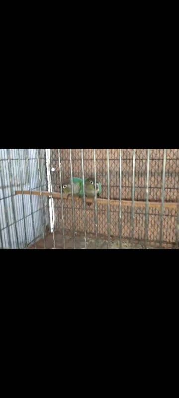 Blue Torquise Conure 9