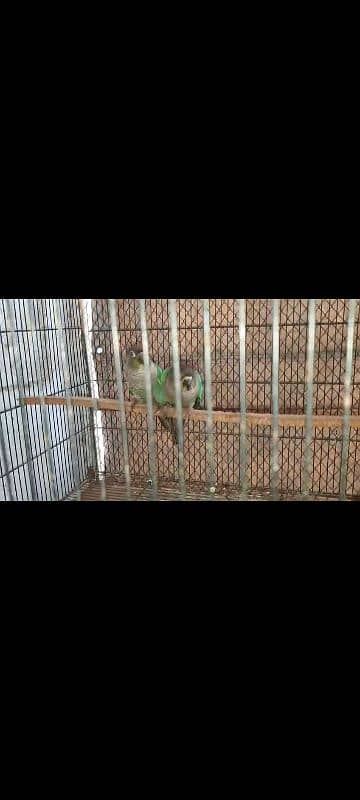 Blue Torquise Conure 12