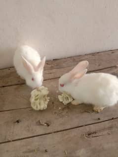 new Zealand rabbit pair 03224186572