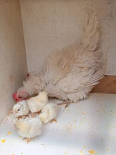 Japanese frizzle Bantam hen with 6 chicks