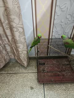 Kashmiri parrot | Greeen Parrot | parrot For sale