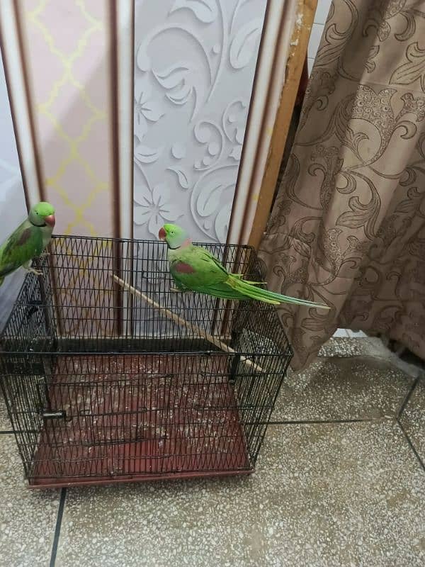 Kashmiri parrot | Greeen Parrot | parrot For sale 1