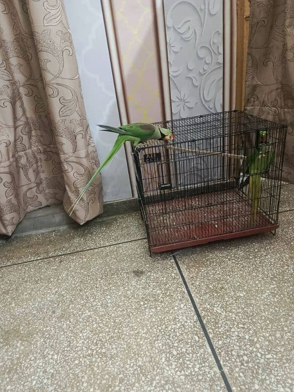 Kashmiri parrot | Greeen Parrot | parrot For sale 2