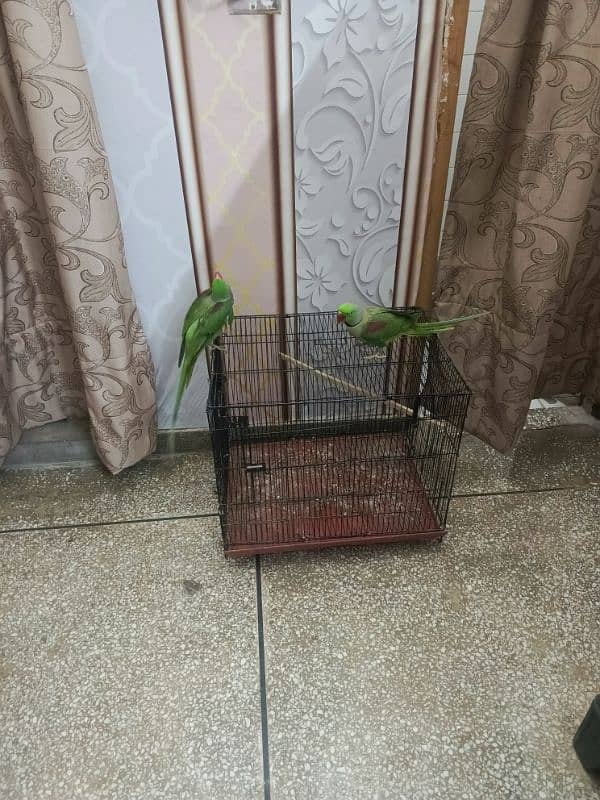 Kashmiri parrot | Greeen Parrot | parrot For sale 3