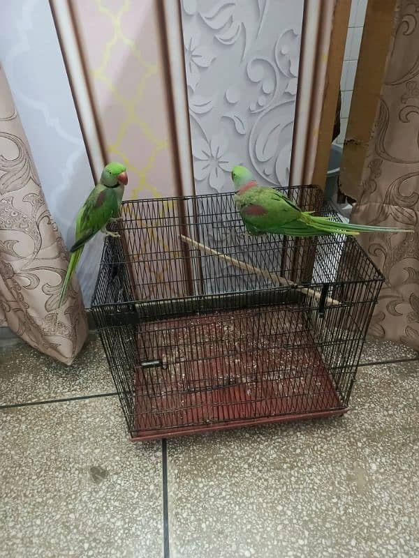 Kashmiri parrot | Greeen Parrot | parrot For sale 4