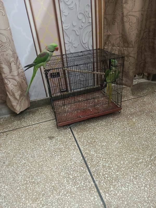 Kashmiri parrot | Greeen Parrot | parrot For sale 5