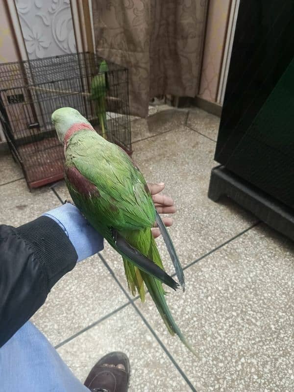 Kashmiri parrot | Greeen Parrot | parrot For sale 6