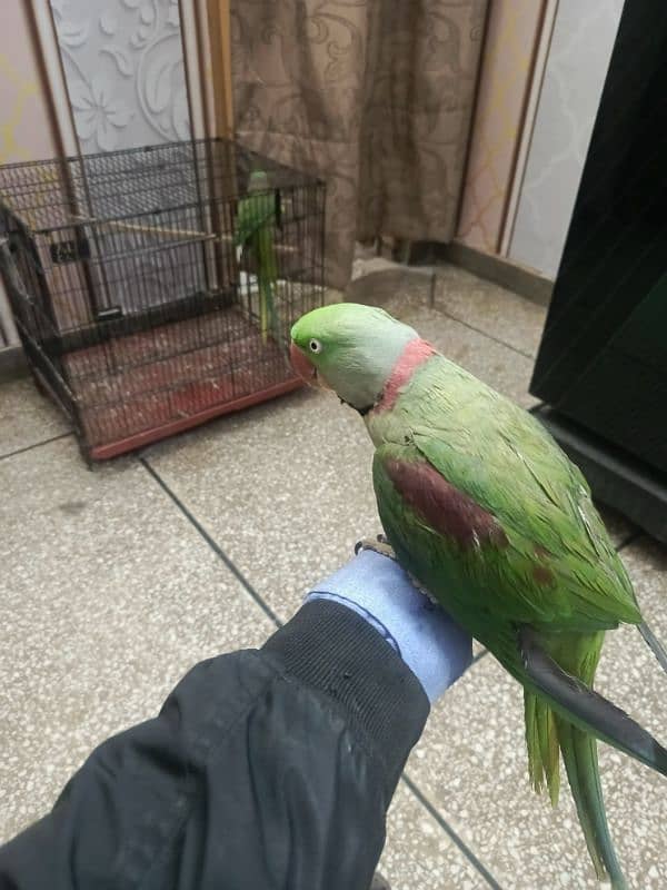 Kashmiri parrot | Greeen Parrot | parrot For sale 7