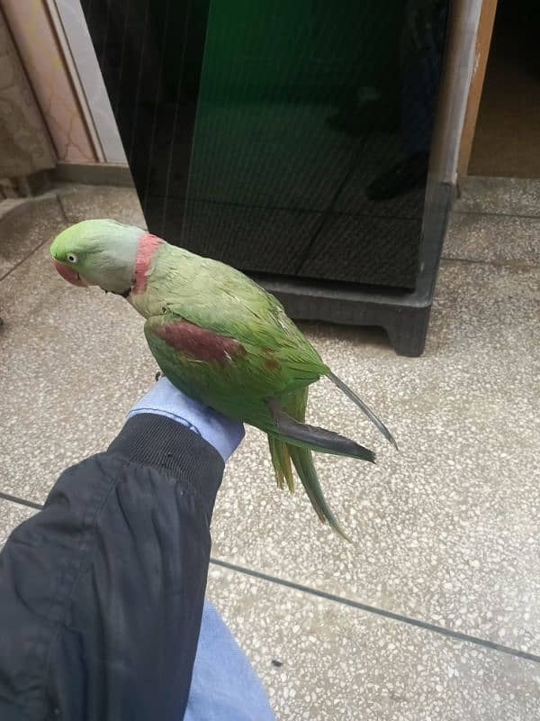 Kashmiri parrot | Greeen Parrot | parrot For sale 8