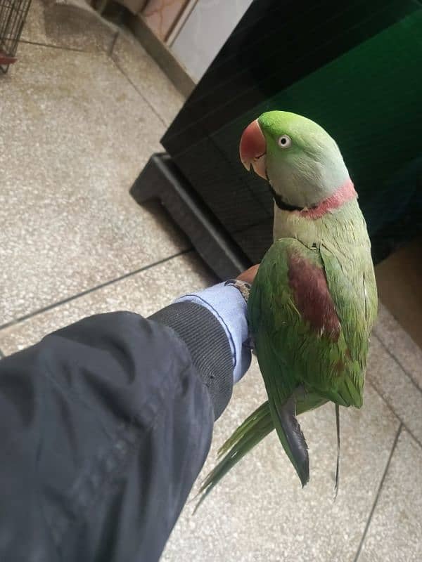 Kashmiri parrot | Greeen Parrot | parrot For sale 9