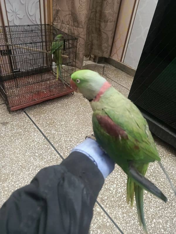 Kashmiri parrot | Greeen Parrot | parrot For sale 10