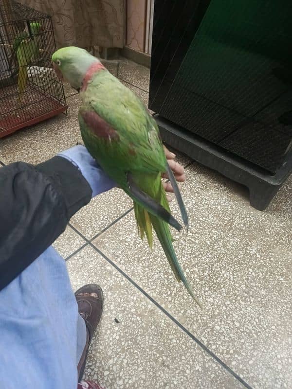 Kashmiri parrot | Greeen Parrot | parrot For sale 11