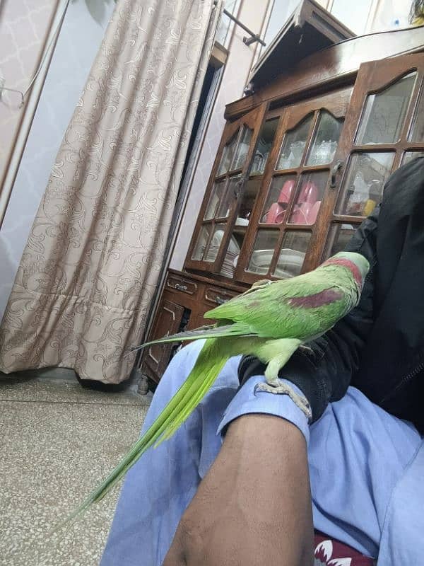 Kashmiri parrot | Greeen Parrot | parrot For sale 12