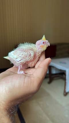 Cockatiel Chick | Lutino Cockatiel Chick | Red Eye cockatiel Chick