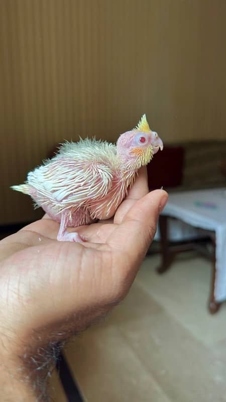 Cockatiel Chick | Lutino Cockatiel Chick | Red Eye cockatiel Chick 0