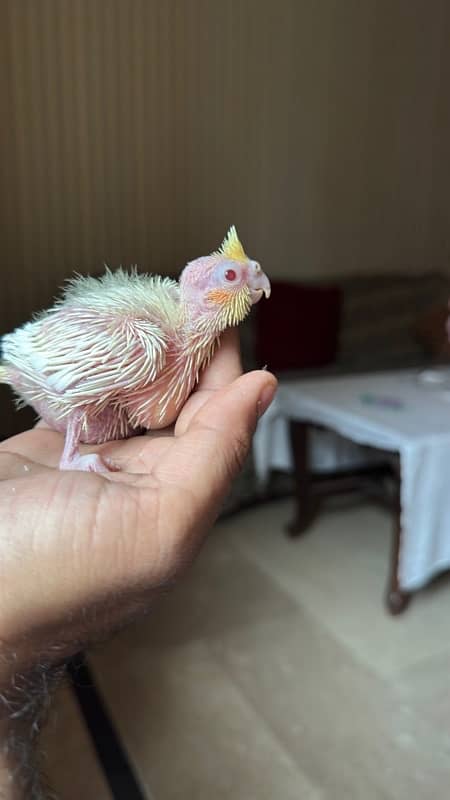 Cockatiel Chick | Lutino Cockatiel Chick | Red Eye cockatiel Chick 1