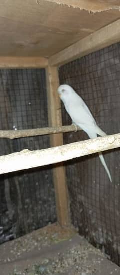 Red Eyes King Size Budgies