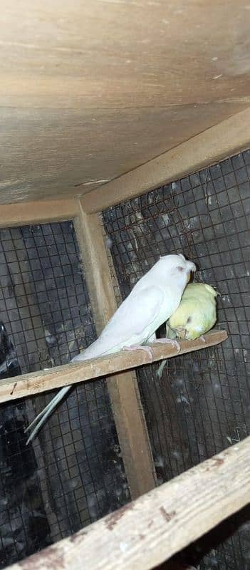 Red Eyes King Size Budgies 2