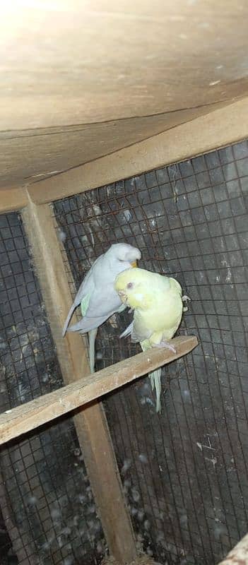 Red Eyes King Size Budgies 3