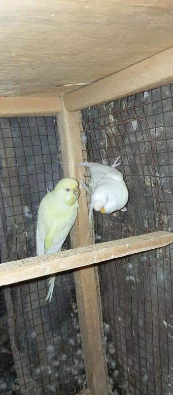 Red Eyes King Size Budgies 4