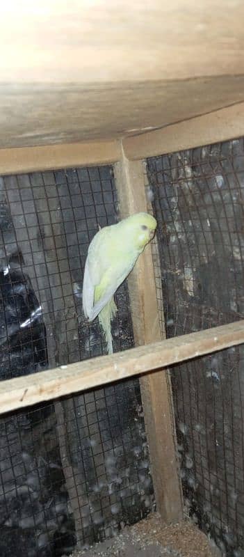 Red Eyes King Size Budgies 6