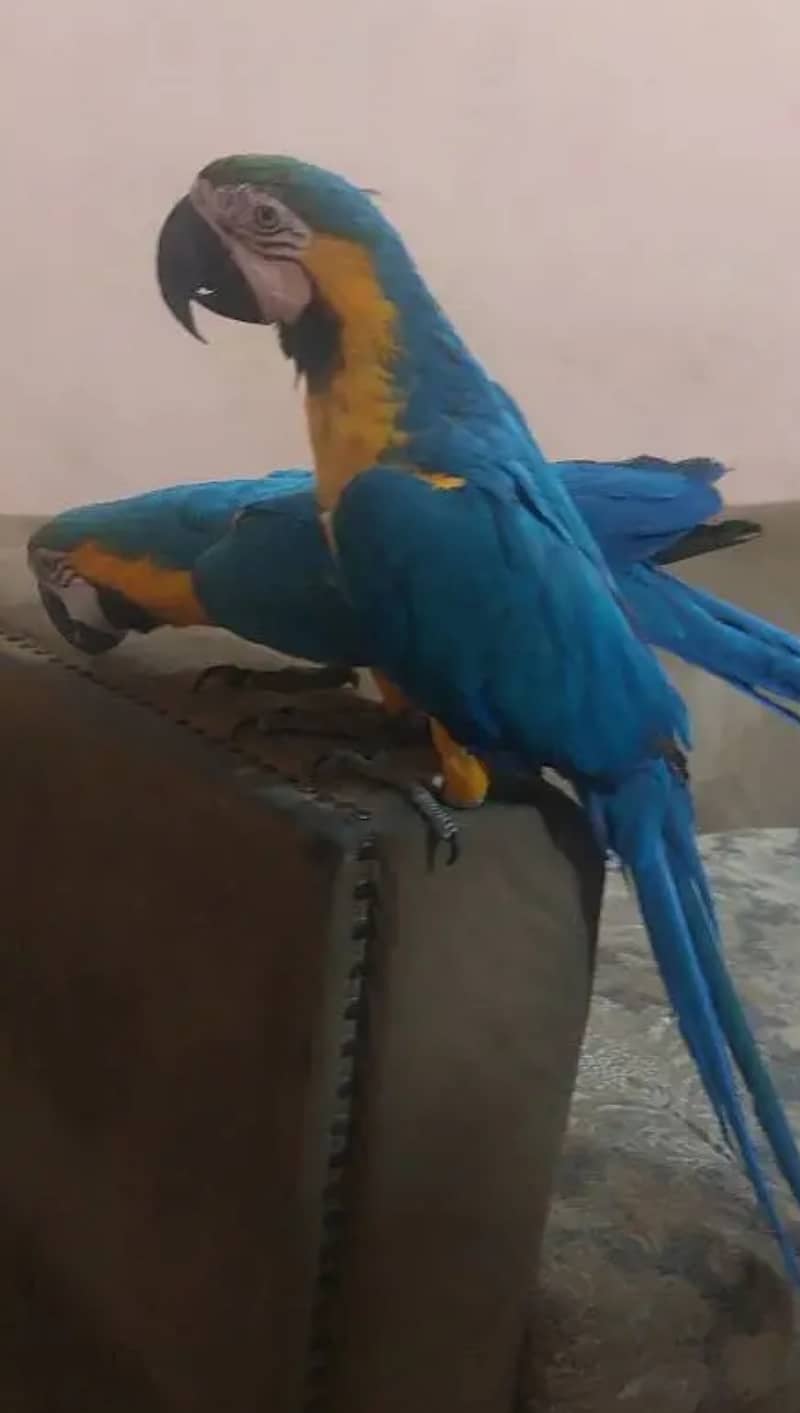 Blue & gold Macaw parrot 03359075409 1