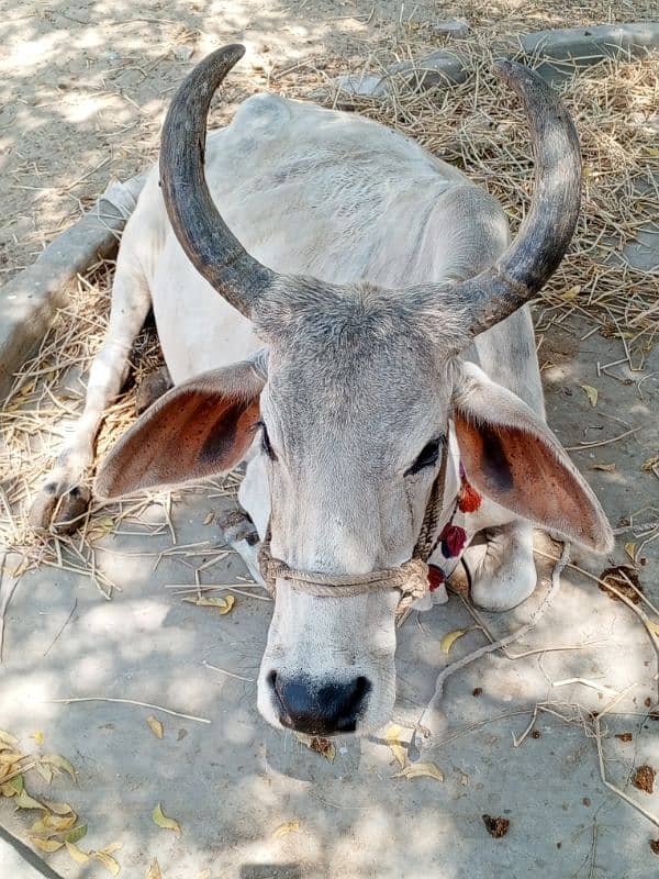 1 month pregnant female Cow for sale 1