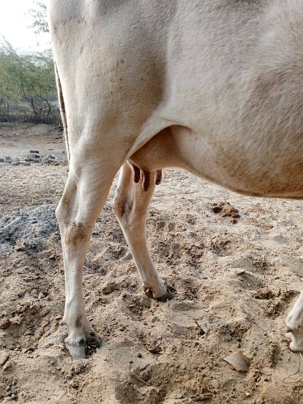 1 month pregnant female Cow for sale 4