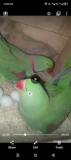 parrots for sale