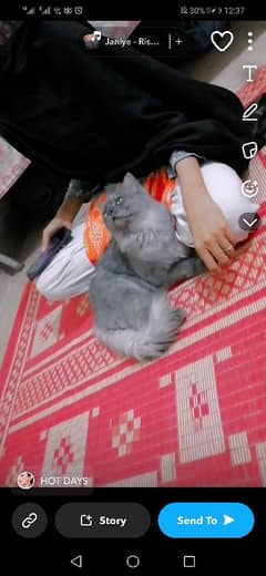 Persian male Grey cat