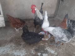 desi hens for sale 1 male 9 hens